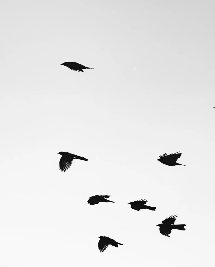 oiseaux de montagne rencontre faune