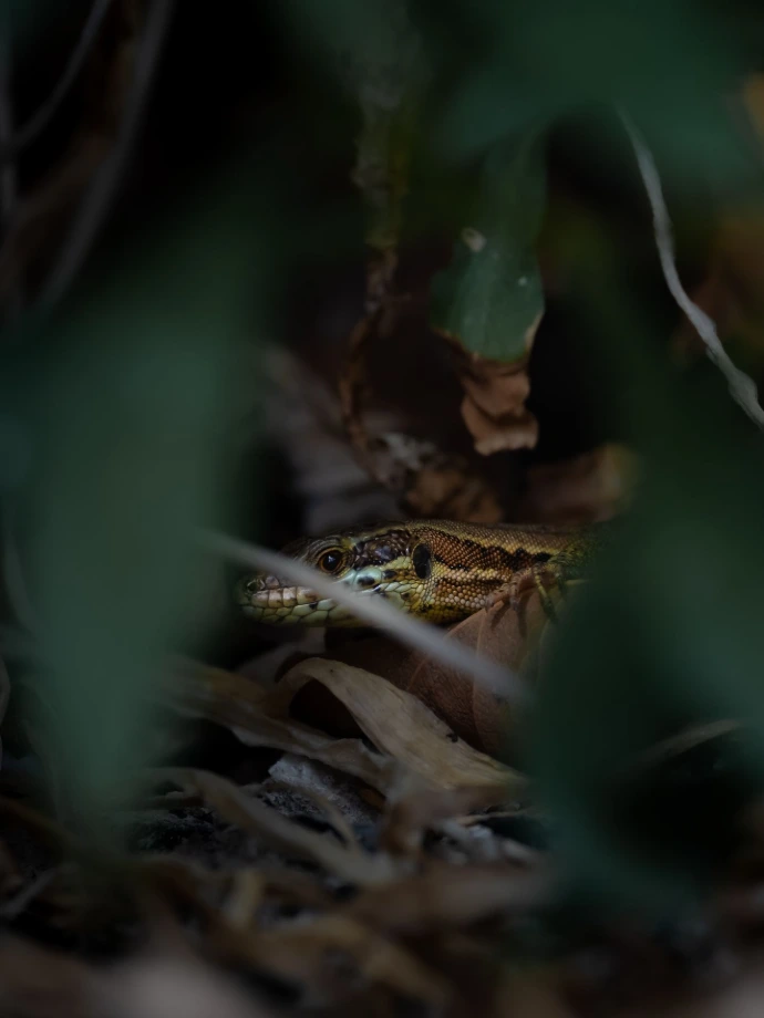 rencontre de lézard faune environnement herbe
