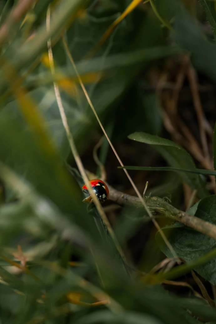 rencontre d'insecte coccinelle faune