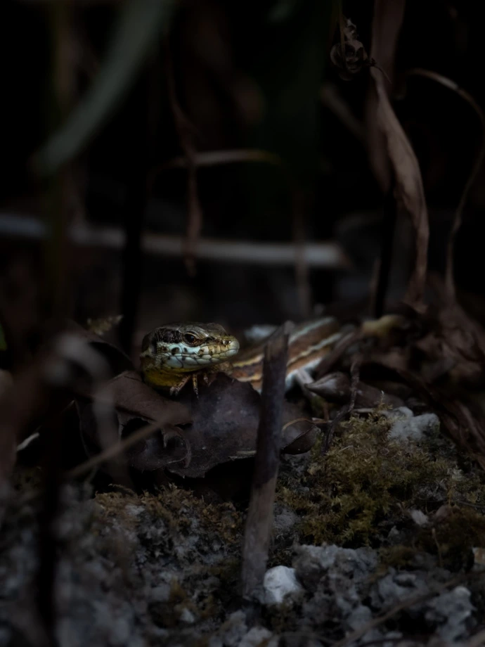 rencontre de lézard faune environnement herbe