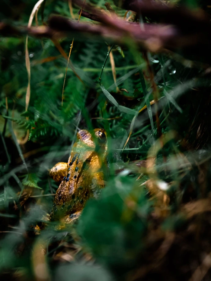 grenouille rencontre rare faune montagne