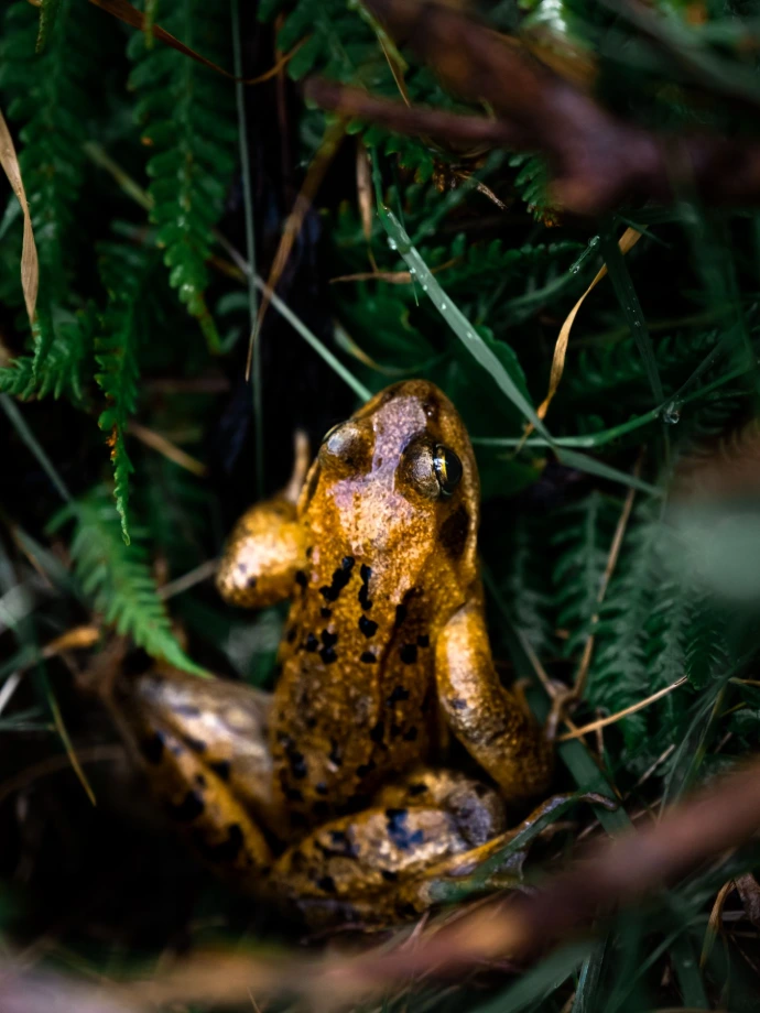 grenouille rencontre rare faune montagne