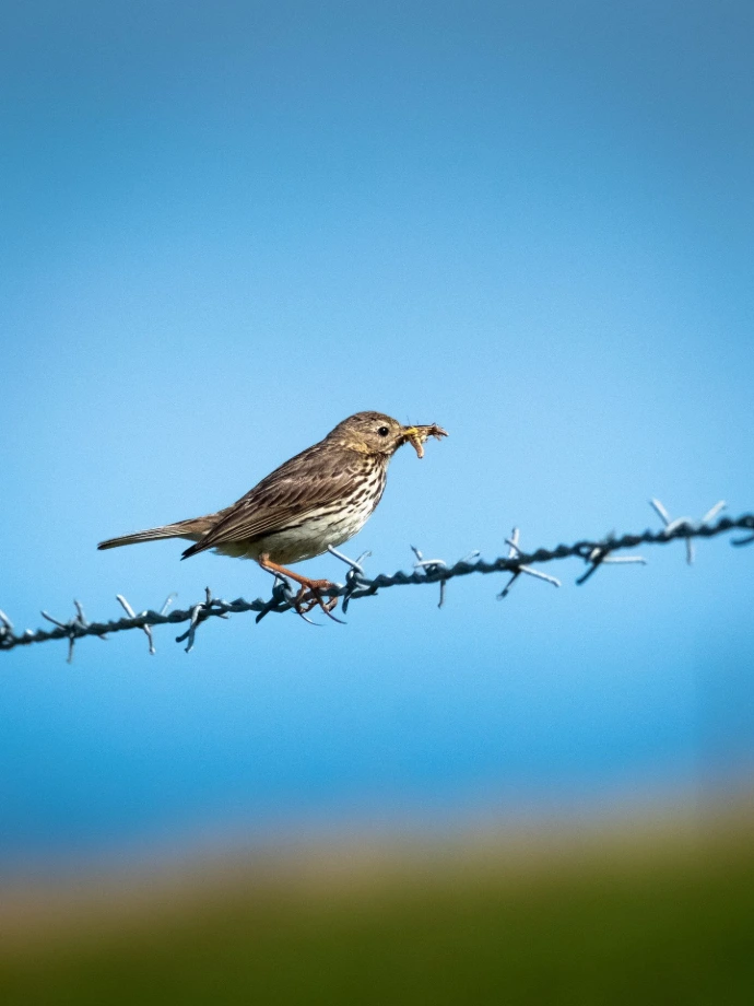 oiseau sur une clôture rencontre faune