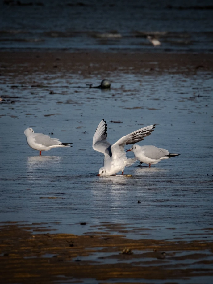 rencontre d'oiseau de mer faune
