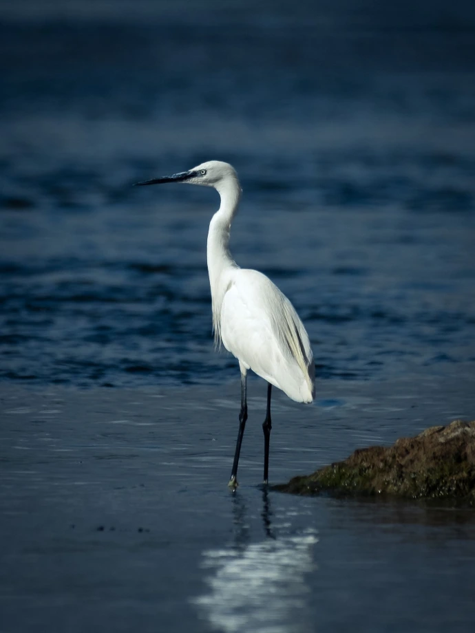 aigrette couleurs eau rivière rive rencontre faune oiseau
