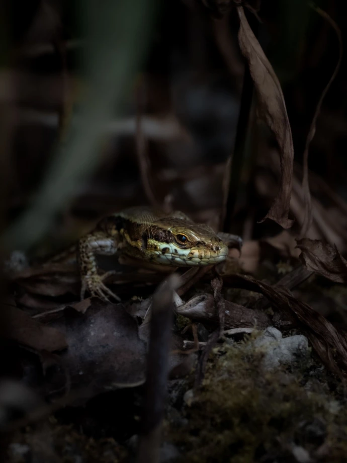 rencontre de lézard faune environnement herbe
