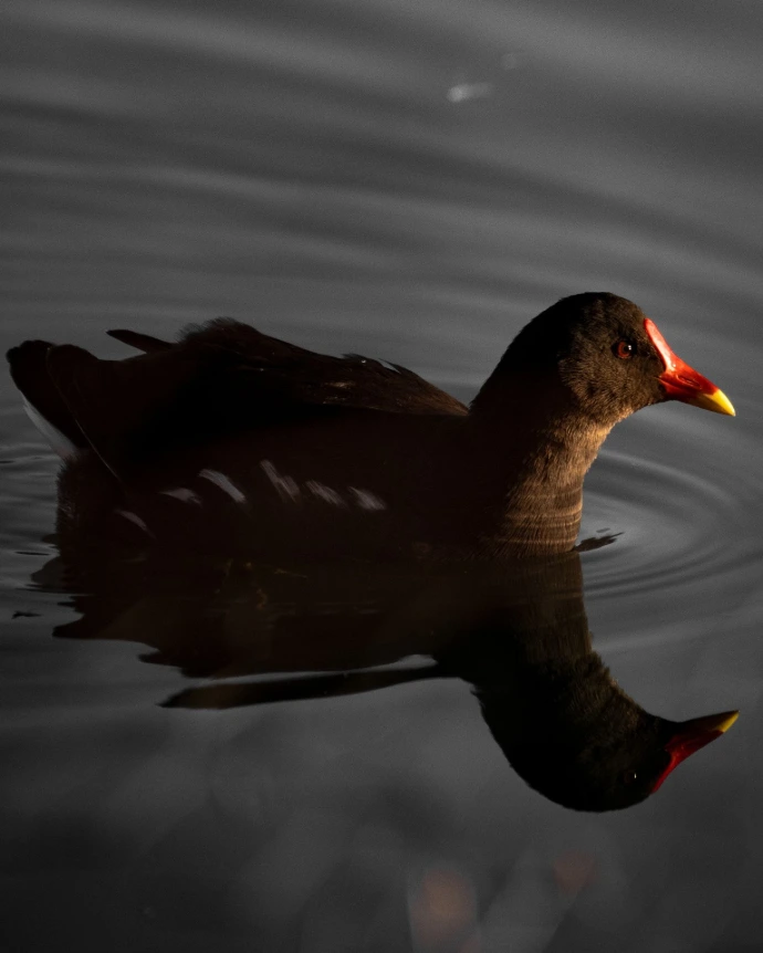 rencontre d'oiseau de lac faune