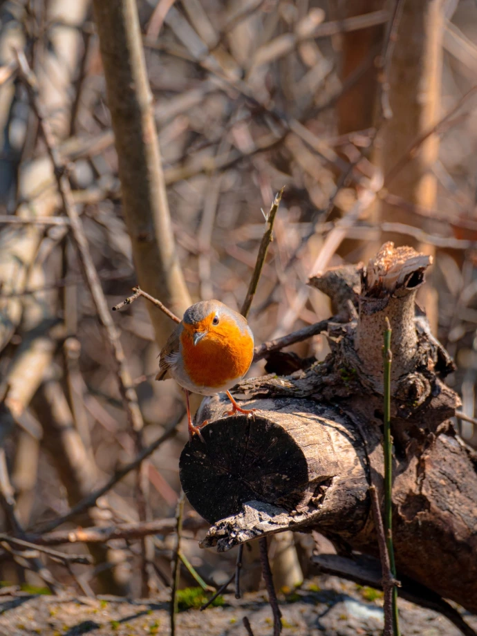 rencontre d'oiseau de montagne faune