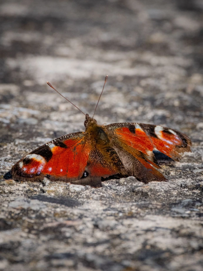 rencontre de papillon de montagne faune