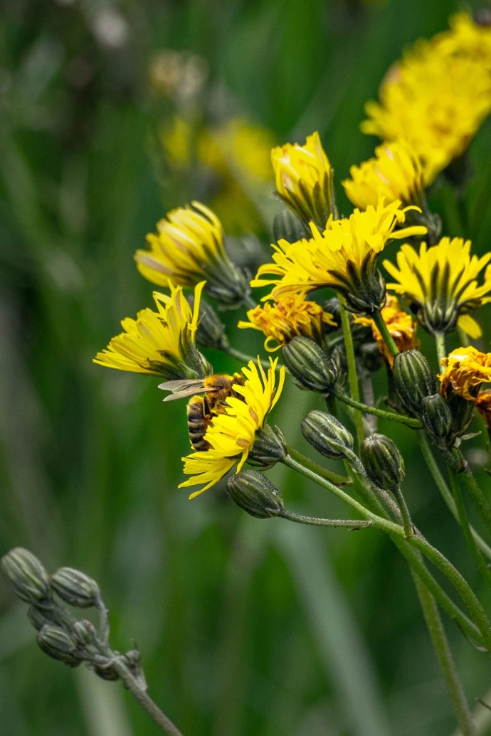 abeille travailleuse fleurs couleurs rencontre faune