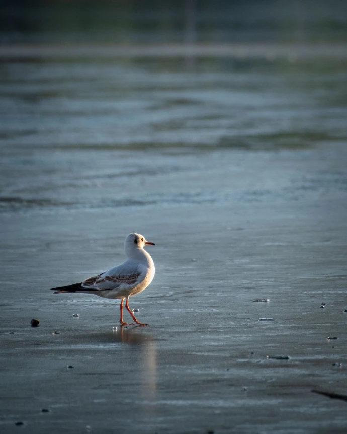 rencontre d'oiseau de mer faune