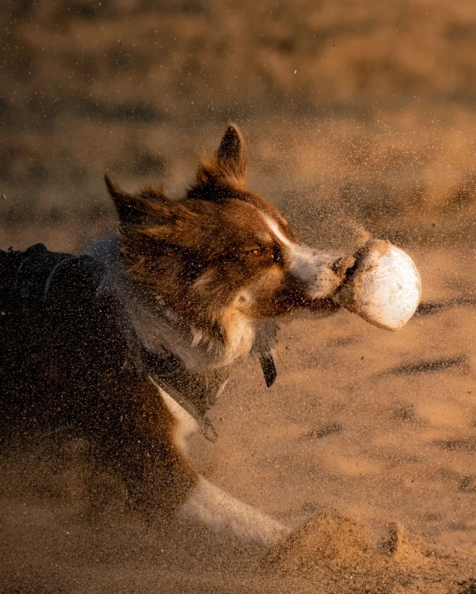 chien balle courant jouant plage coucher de soleil heure dorée lumière dorée