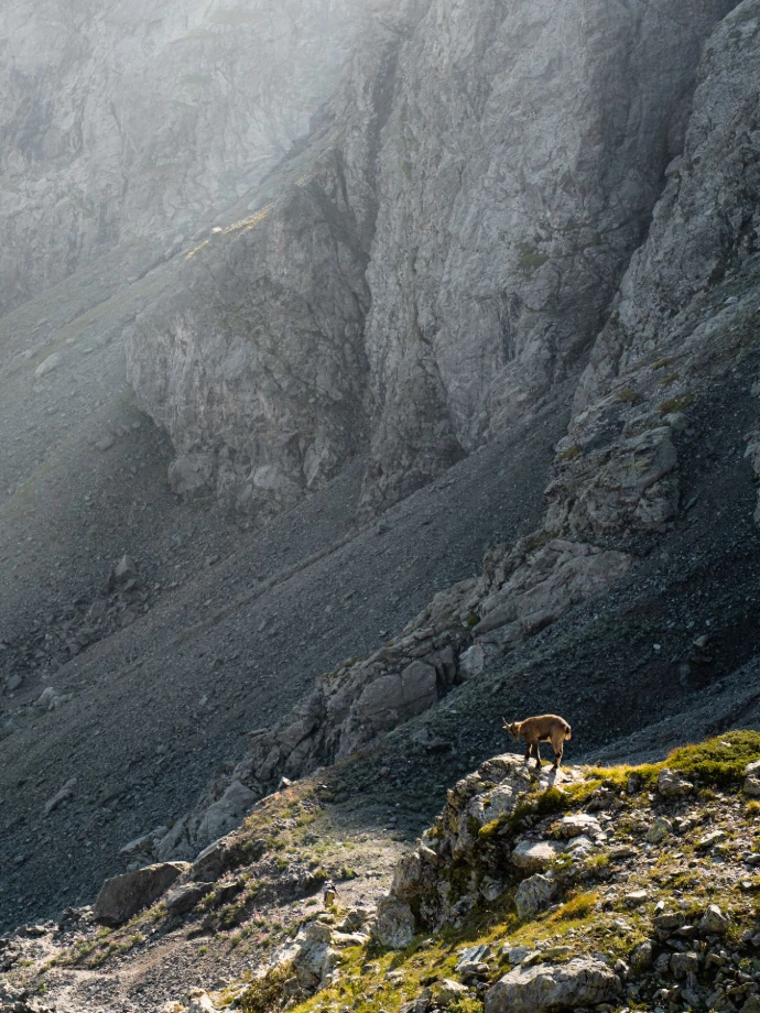 ibex bouquetin nature faune arbres herbe rencontre