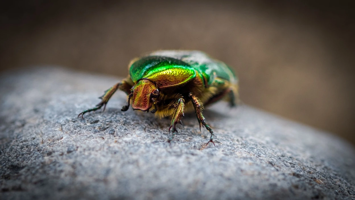 rencontre d'insecte scarabée faune