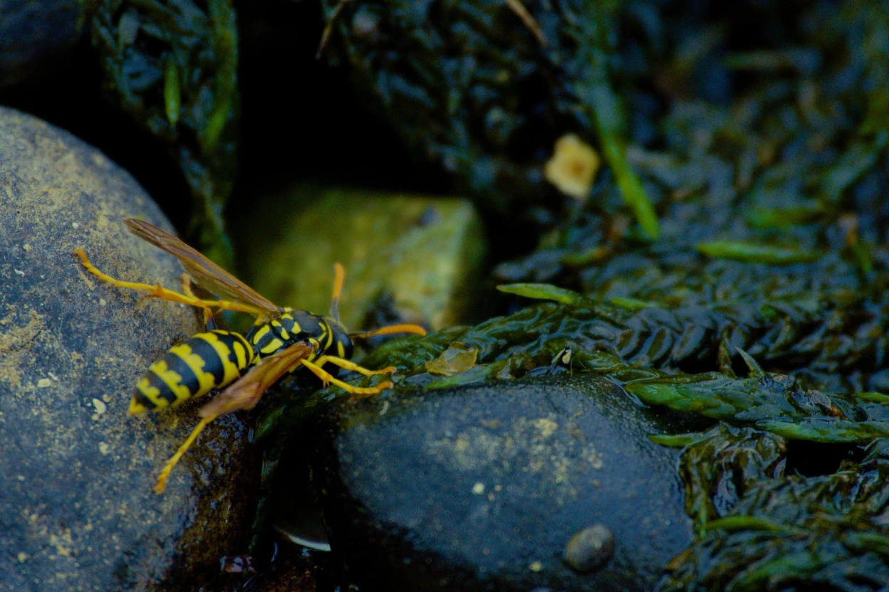 rencontre d'insecte guêpe faune eau rivière