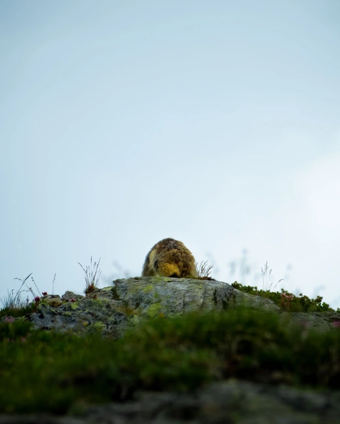 marmotte faune soleil lumière couleurs rencontre rare rochers terrier