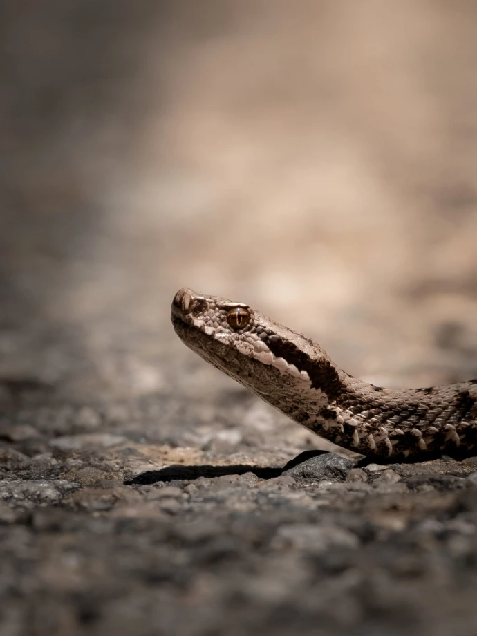 serpent vipère rencontre rare faune