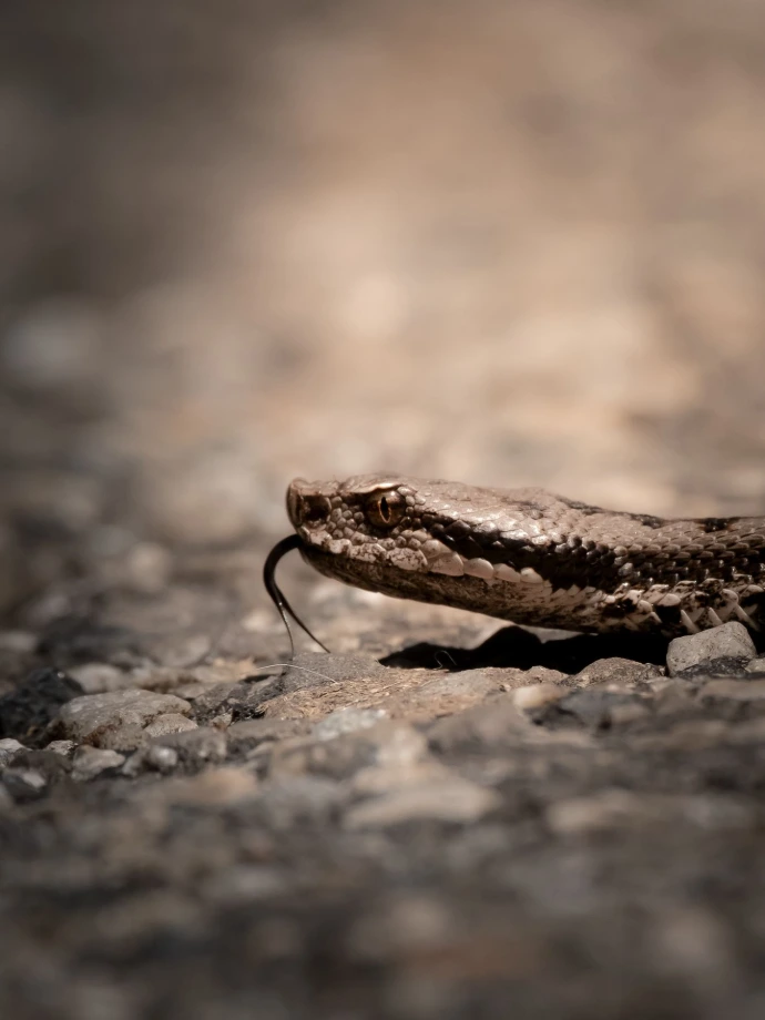 serpent vipère rencontre rare faune