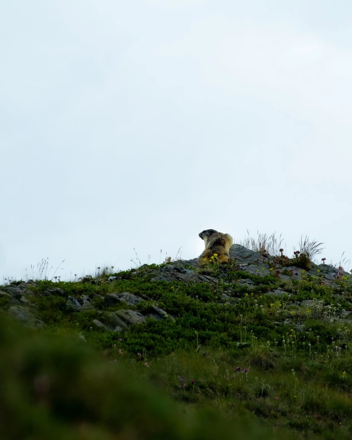 marmotte faune soleil lumière couleurs rencontre rare rochers terrier