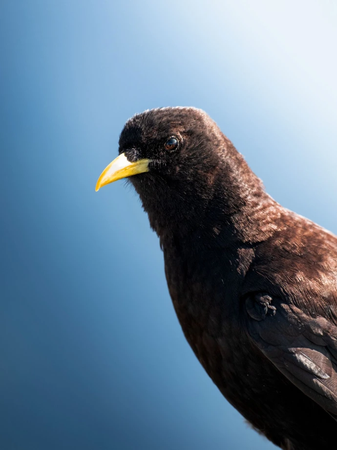 rencontre d'oiseau de montagne faune