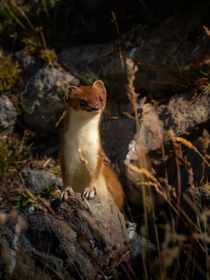 faune hermine ermine soleil lumière couleurs rencontre rare rochers terrier