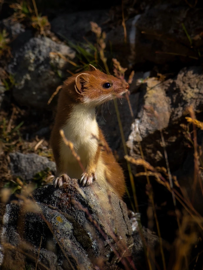 faune hermine ermine soleil lumière couleurs rencontre rare rochers terrier