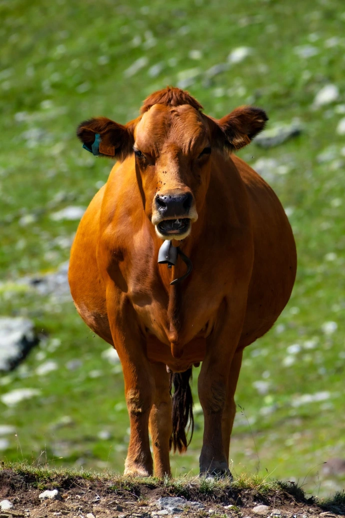 vache de montagne rencontre faune