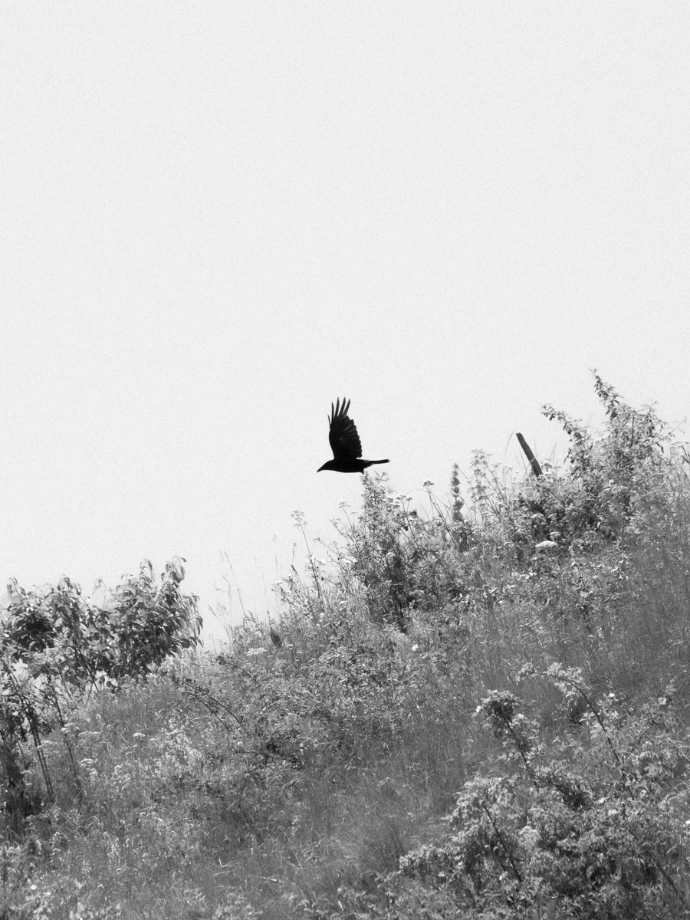 oiseau volant herbe arbres noir et blanc faune