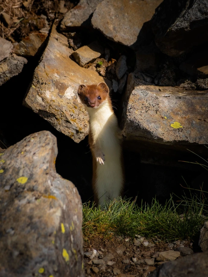 faune hermine ermine soleil lumière couleurs rencontre rare rochers terrier